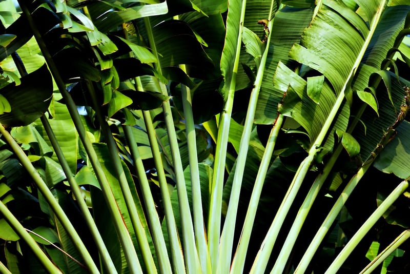 Jungle Plants