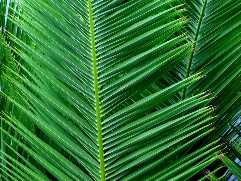 Palm Leaves